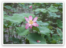 辦公樓前景色-荷花