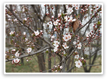 辦公樓前景色-梨花